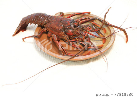 伊勢海老 伊勢海老 77818530