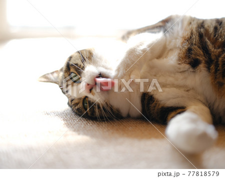 毛づくろいする猫 77818579