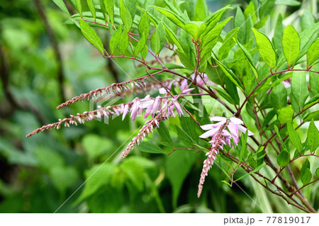ニワフジ(庭藤) ニワフジ(庭藤) 77819017