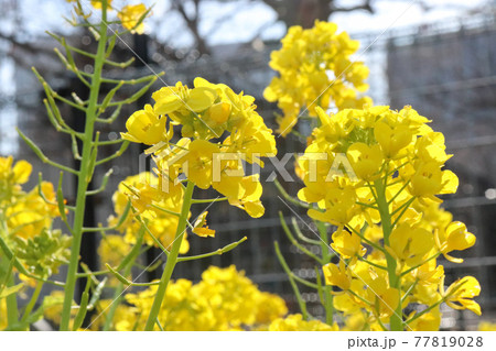 菜の花 菜花 黄色 パステル 美しい きれい かわいい 春 花びら イエロー 風景 3月の写真素材