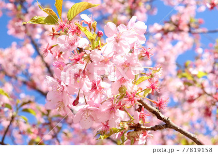 サクラ 桜 さくら ピンク 満開 春 淡い かわいい きれい 美しい 淡い 入学 卒業 新生活	 77819158