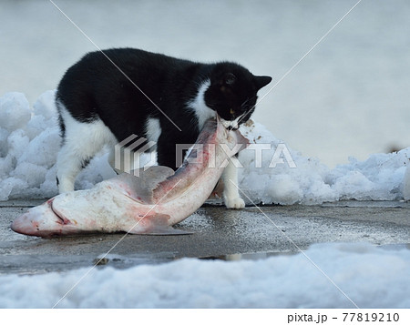 猫鮫ページ 猫鮫 ねこざめ・ネコザメ・猫鮫・Heterodontus japonicus ブログ