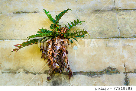 It looks like this fern rests in its own basket, that's stuck to a wall. They are just dead leaves though. 77819293