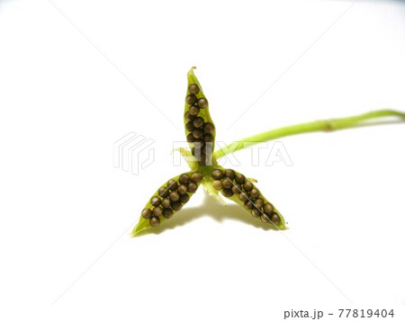 熟して裂けた果実の中にぎっしり詰まって並ぶスミレの種 77819404