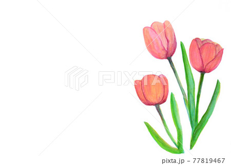 チューリップ 水彩 イラスト チューリップ 水彩 イラスト 77819467