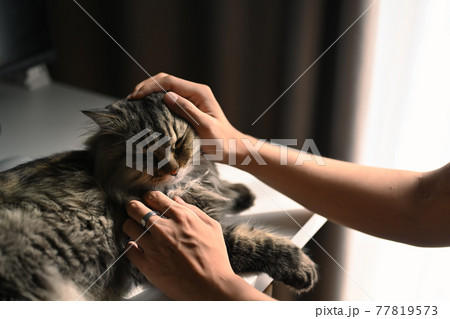 Cropped shot of man playing with his lovely cat in living room. Cropped shot of man playing with his lovely cat in living room. 77819573