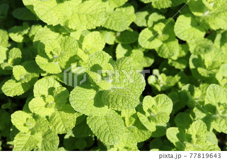 ミントの葉（アップルミント） 77819643