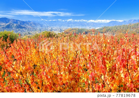 アンズの木の紅葉と北アルプス アンズの木の紅葉と北アルプス 77819678