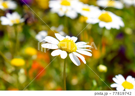可愛いマーガレットの花畑 の写真素材