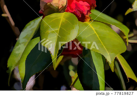 A red flower above rugged edged and sharp, green leaves. 77819827