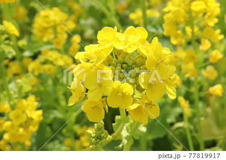 菜花 黄色 鮮やか 綺麗 美しい かわいい 花 花畑 優美 可憐 菜花 アブラナ	 77819917
