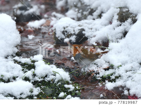 初冬雪の降る日のコマドリ 77819987