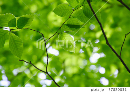 ブナの葉・野鳥の森（福島県・裏磐梯） 77820031