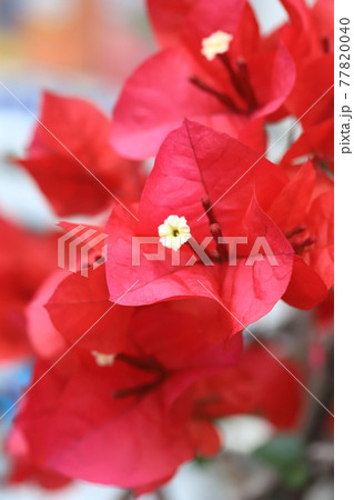 満開の赤いブーゲンビリア(ブーゲンビレア)の花 満開の赤いブーゲンビリア(ブーゲンビレア)の花 77820040