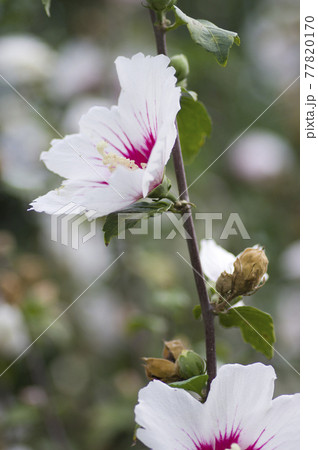 植物園にムクゲの白い花が咲いています。学名はHibiscus syriacusです。 77820170