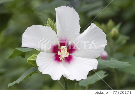 植物園にムクゲの白い花が咲いています。学名はHibiscus syriacusです。 77820171