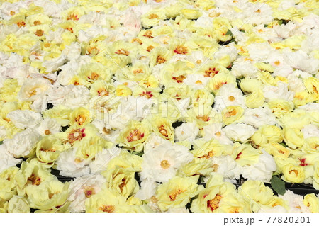 由志園の池泉牡丹 由志園の池泉牡丹 77820201