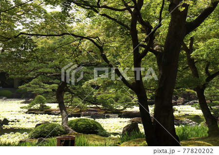 由志園の池泉牡丹 由志園の池泉牡丹 77820202