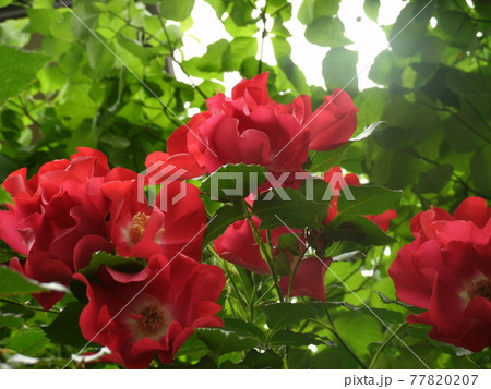 美しい真っ赤な一重咲きのバラの花々の写真素材 7707