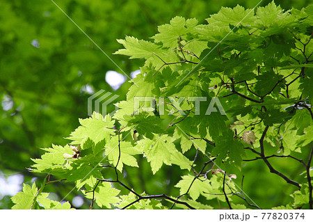 ヤマモミジの葉・野鳥の森（福島県・裏磐梯） 77820374