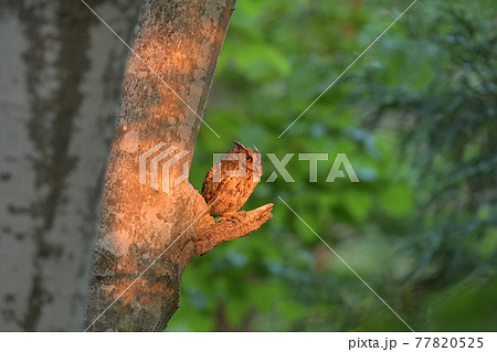 夕陽に赤く染まるオオコノハズク 77820525