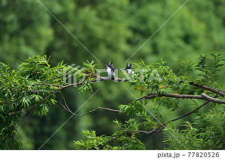 子育て中のヤマセミの番 77820526