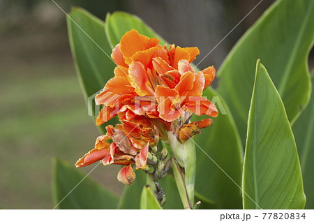 植物園にオレンジ色の花が咲いています この花の名前はカンナです の写真素材 7704