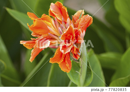 植物園にオレンジ色の花が咲いています。この花の名前はカンナです。 77820835