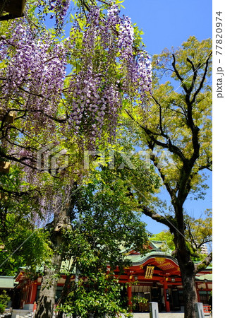 えびす様の総本社　西宮神社 77820974