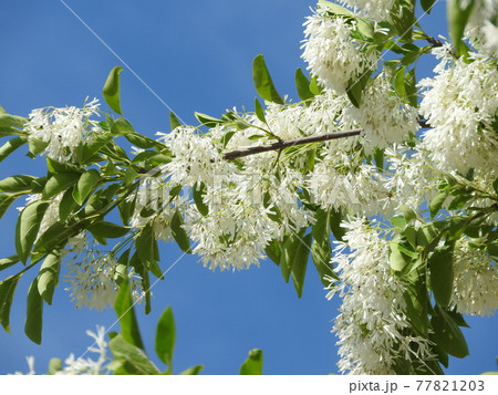 満開の「ナンジャモンジャ」の花 満開の「ナンジャモンジャ」の花 77821203