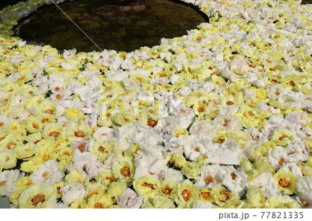 由志園の池泉牡丹 由志園の池泉牡丹 77821335