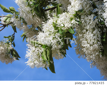 満開の「ナンジャモンジャ」の花 満開の「ナンジャモンジャ」の花 77821435