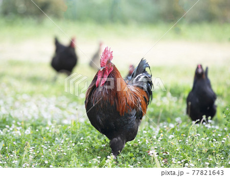 marans chicken in garden 77821643