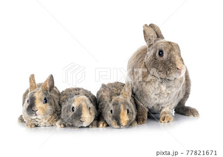rex rabbits in studio 77821671