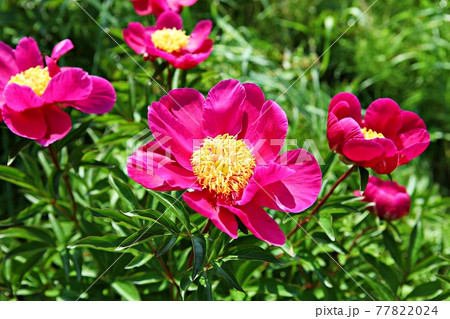 バラ バラの花 花 77822024