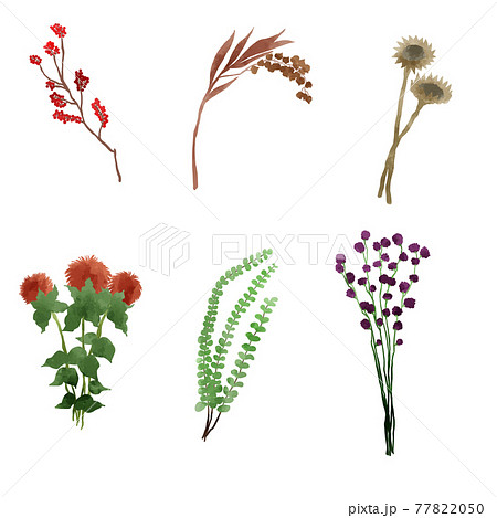 Dry Flower Stock Illustration 7750