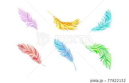 Colorful Bird Feathers as Avian Plumage Vector Set 77822152