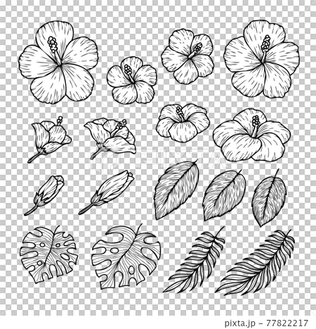 手描き風ハイビスカスとボタニカルリーフのトロピカルセットのイラスト素材