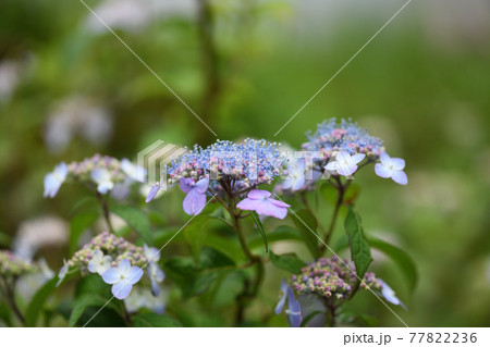 梅雨とアマチャ 甘茶 の花の写真素材