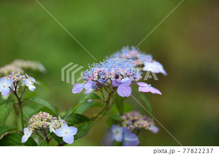 梅雨とアマチャ(甘茶)の花 梅雨とアマチャ(甘茶)の花 77822237