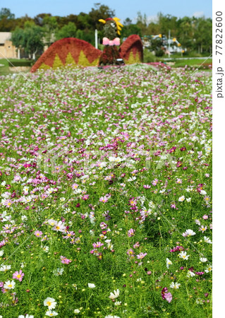 淡路夢舞台のコスモス 77822600