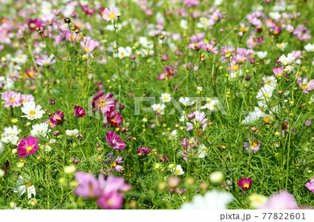 淡路夢舞台のコスモス 77822601