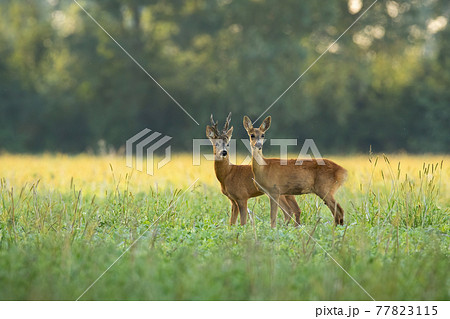 Roe deer couple standing close together on green field in sunny summer nature Roe deer couple standing close together on green field in sunny summer nature 77823115