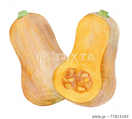 水彩イラスト　バターナッツ 77823165