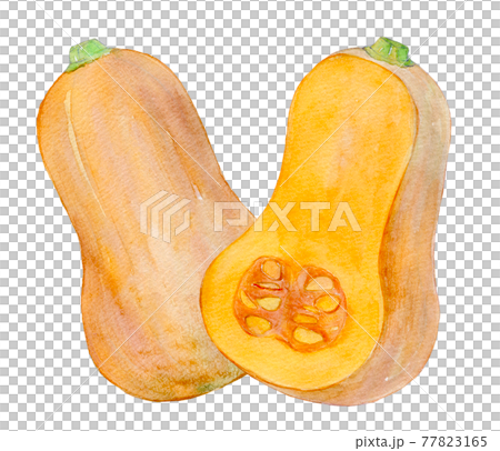 水彩イラスト　バターナッツ 77823165