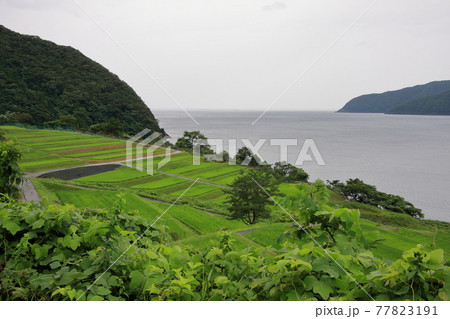 福井県小浜市田烏の棚田 福井県小浜市田烏の棚田 77823191