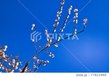White plum blossoms in full bloom, attracting bees for nectar, blue sky.The unique winter forest in Dongshi Forest adds to the mountain scenery. Taichung, Taiwan. 21 Jan. 2021. White plum blossoms in full bloom, attracting bees for nectar, blue sky.The unique winter forest in Dongshi Forest adds to the mountain scenery. Taichung, Taiwan. 21 Jan. 2021. 77823460