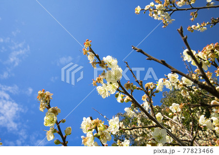 White plum blossoms in full bloom, attracting bees for nectar, blue sky.The unique winter forest in Dongshi Forest adds to the mountain scenery. Taichung, Taiwan. 21 Jan. 2021. 77823466