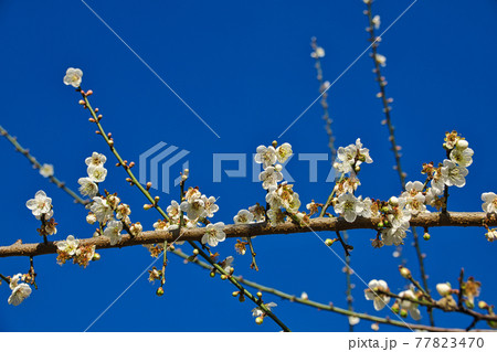 White plum blossoms in full bloom, attracting bees for nectar, blue sky.The unique winter forest in Dongshi Forest adds to the mountain scenery. Taichung, Taiwan. 21 Jan. 2021. White plum blossoms in full bloom, attracting bees for nectar, blue sky.The unique winter forest in Dongshi Forest adds to the mountain scenery. Taichung, Taiwan. 21 Jan. 2021. 77823470