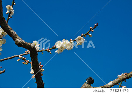 White plum blossoms in full bloom, attracting bees for nectar, blue sky.The unique winter forest in Dongshi Forest adds to the mountain scenery. Taichung, Taiwan. 21 Jan. 2021. 77823476